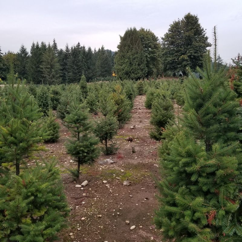 Rows of Evergreens and a Storybook Setting