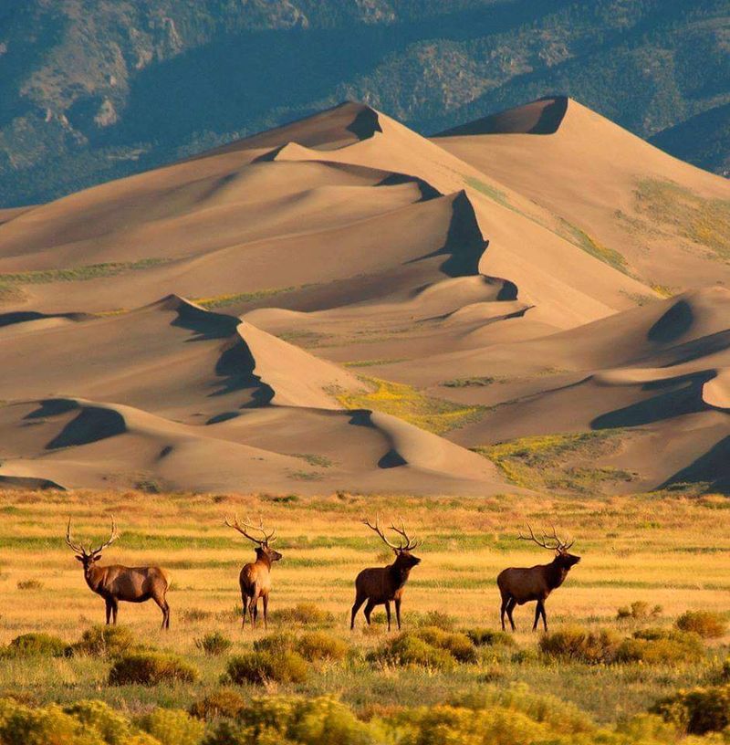 Great Sand Dunes National Park and Preserve - Mosca