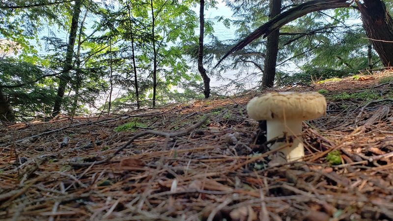 The Short Approach Trail