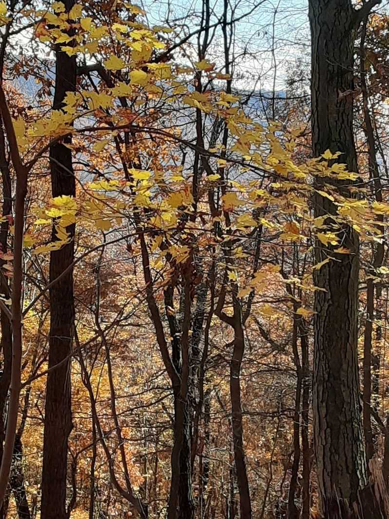 Autumn Transforms The Forest Into A Foliage Showcase