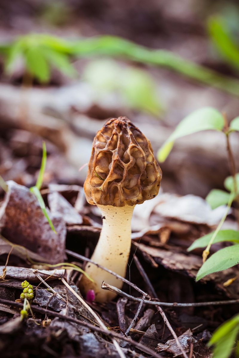 Cleaning Storing And Cooking Your Morels