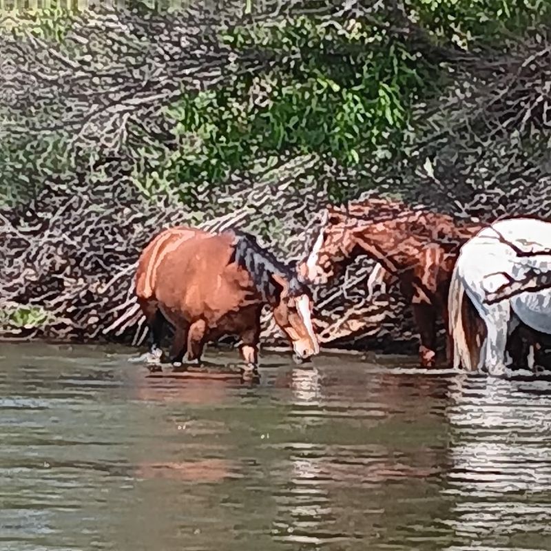Wild Horses On The Riverbank