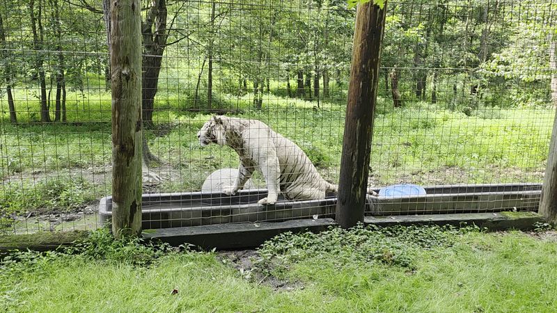 Rules That Show How Seriously They Take Animal Welfare