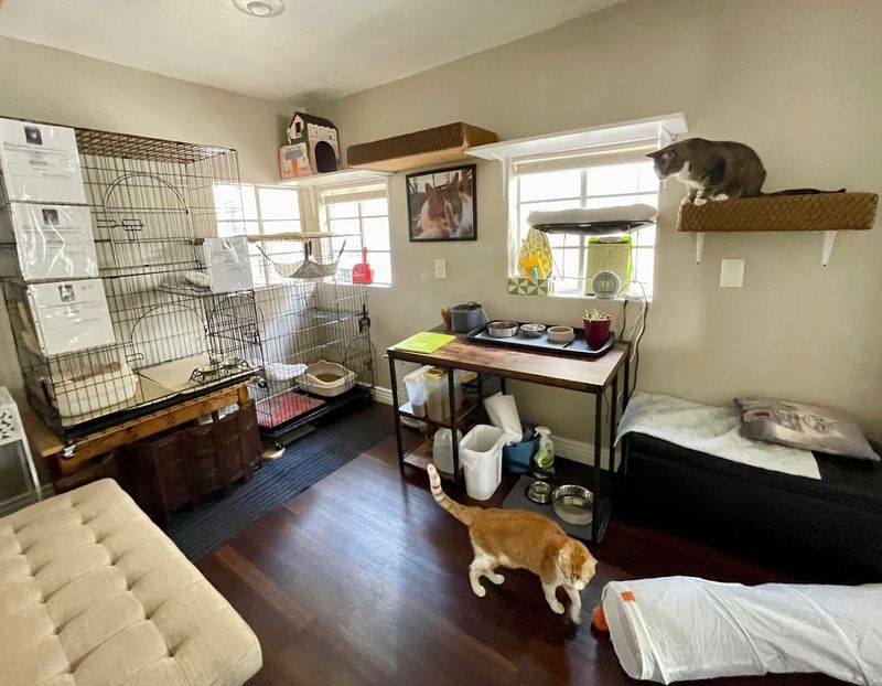 Comfort & Joy Cat Café