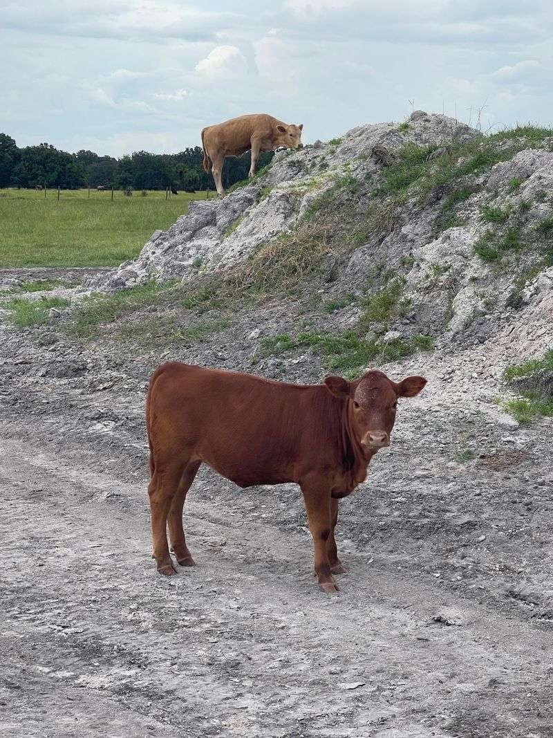 Rural Hardee County Is Part Of The Adventure