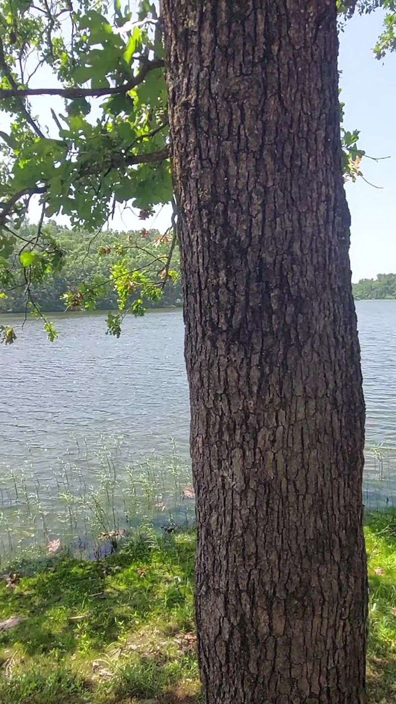 Rustic Picnic Corners Near The Lake