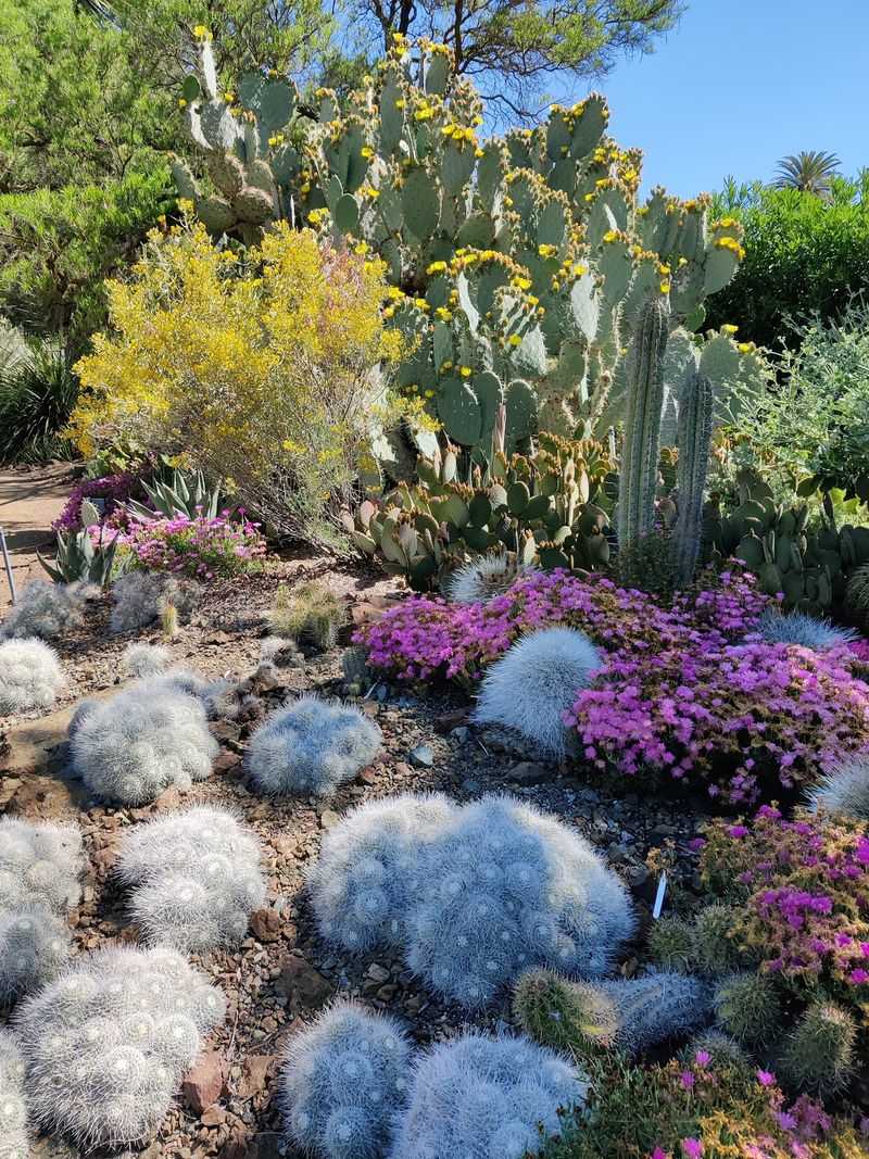 Ruth Bancroft Garden