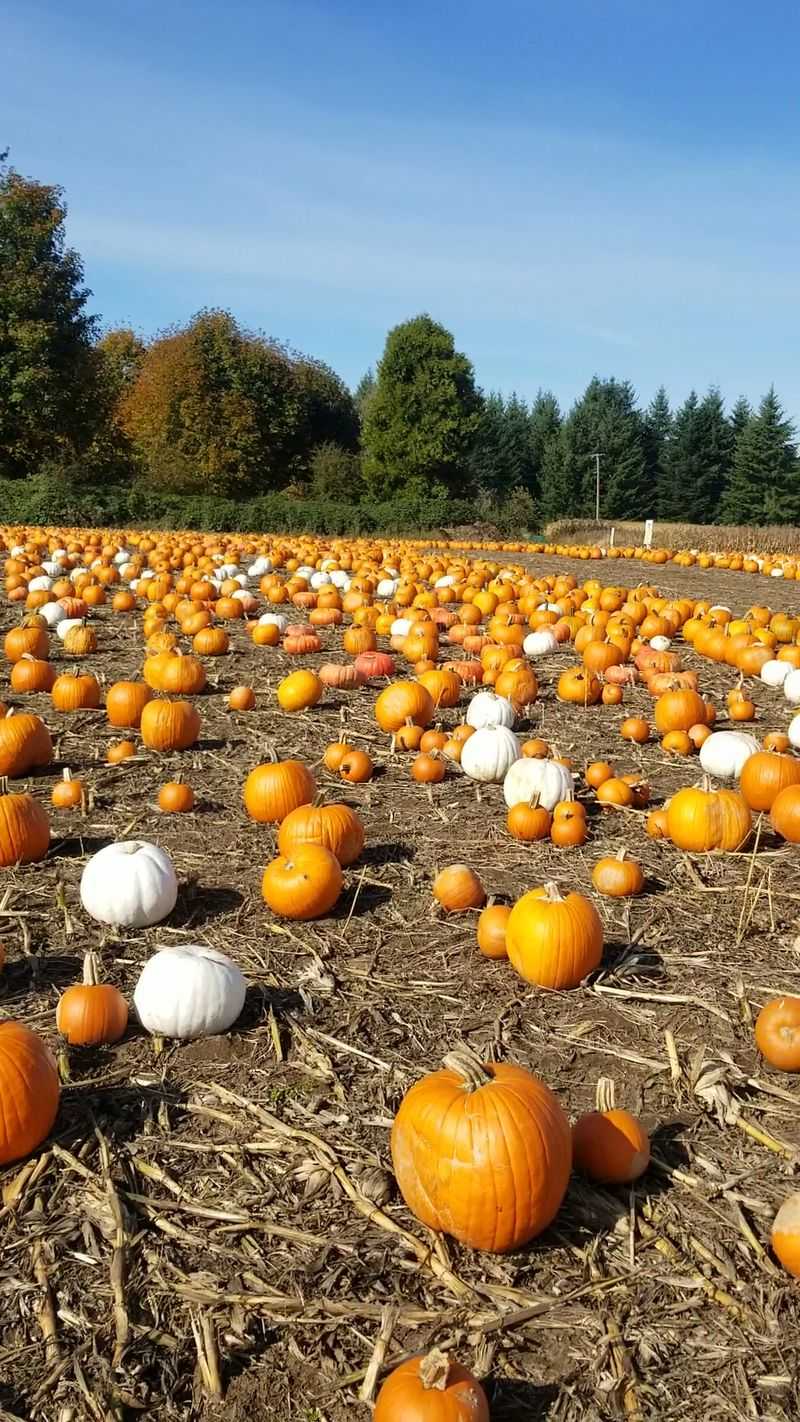 Rutledge Family Farm, Olympia, WA