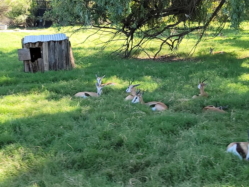 Rydables And Goats For The Littlest Explorers