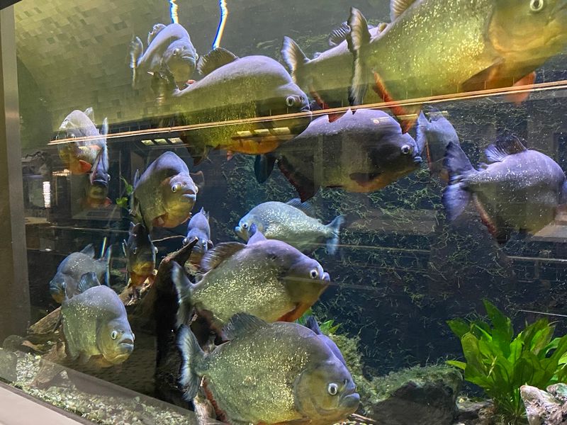 Belle Isle Aquarium, Detroit