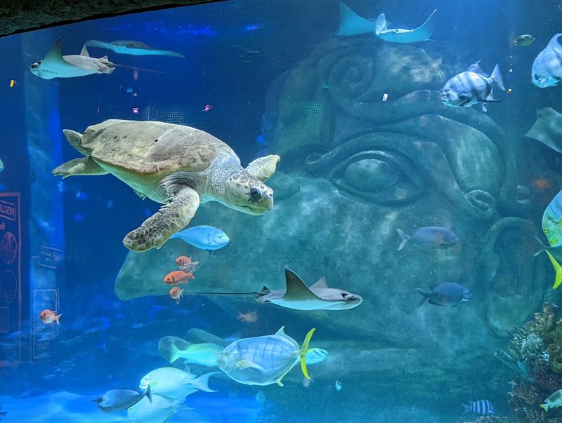 SEA LIFE Orlando Aquarium, Orlando SEA LIFE Orlando Aquarium, Orlando