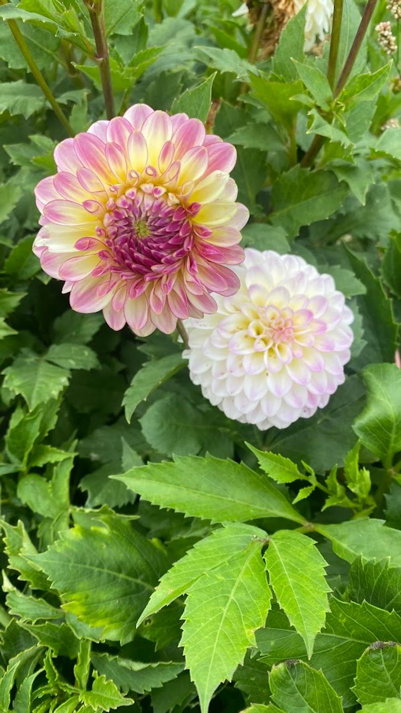 Blossom And Branch Farm