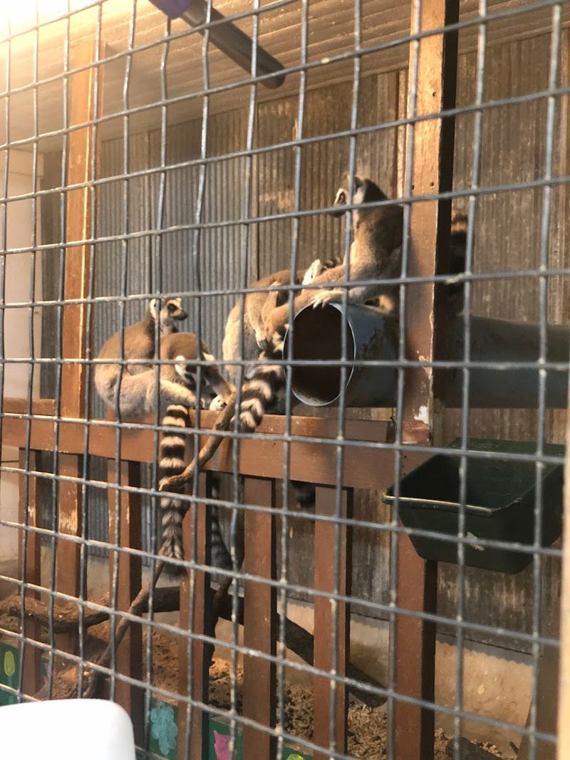 Walk Among Lemurs, Tortoises, And Curious Creatures