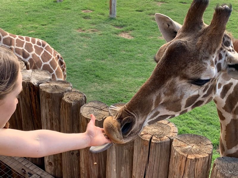 Face To Face With Giraffes At Feeding Stations