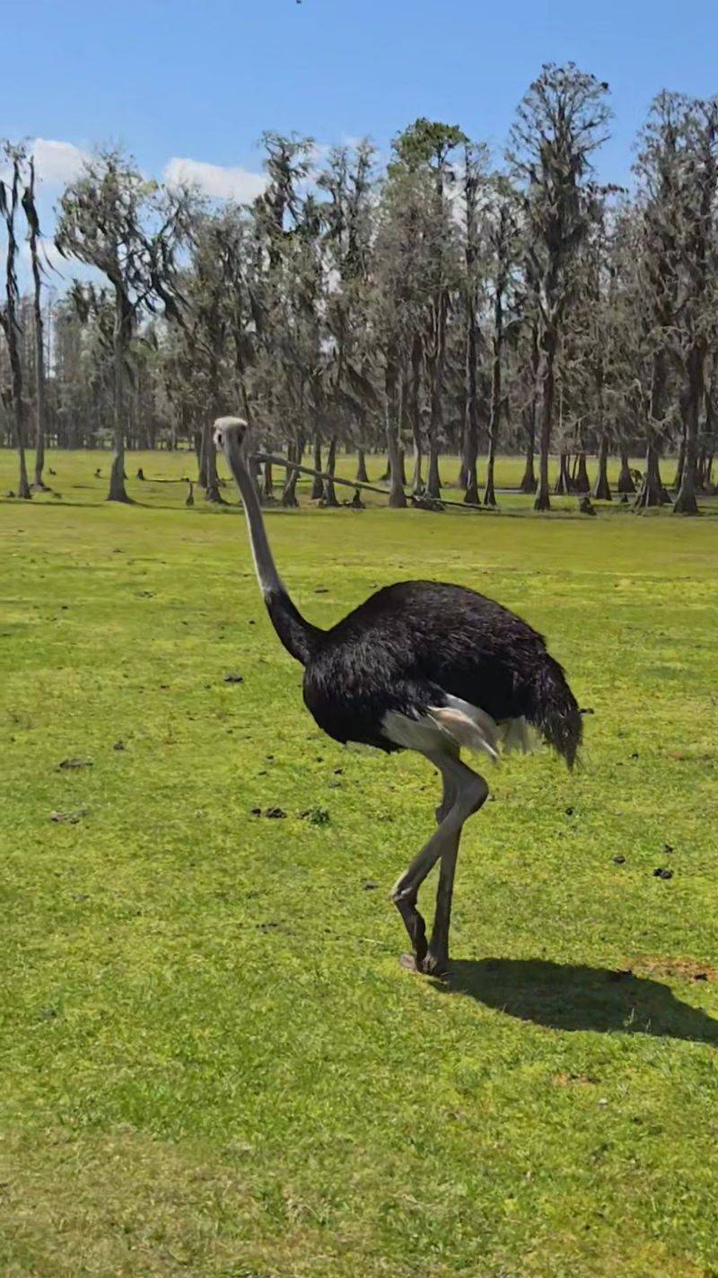 Safari Wilderness Offers A Refreshing Alternative To Crowded Theme Parks Safari Wilderness Offers A Refreshing Alternative To Crowded Theme Parks