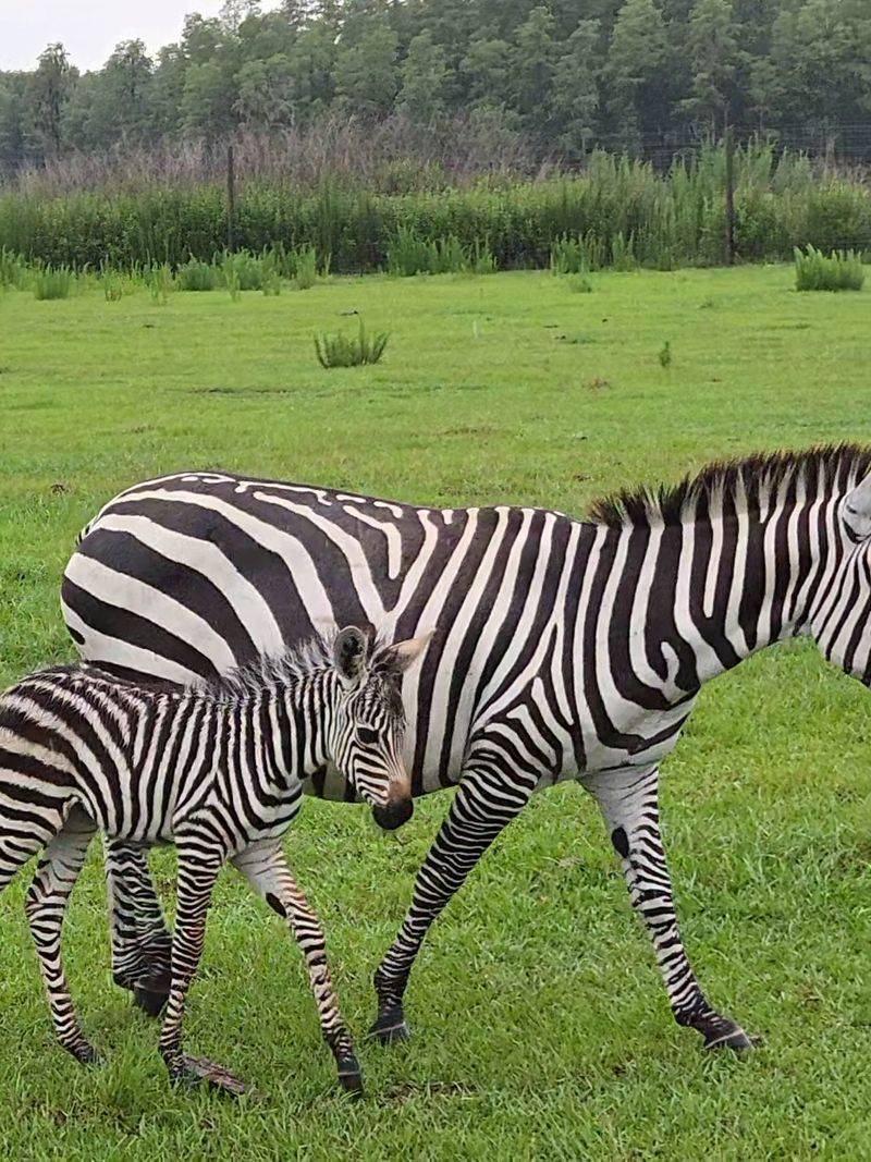 Safari Wilderness Ranch