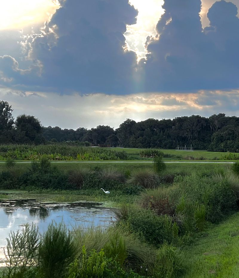 Birdwatching That Hooks You