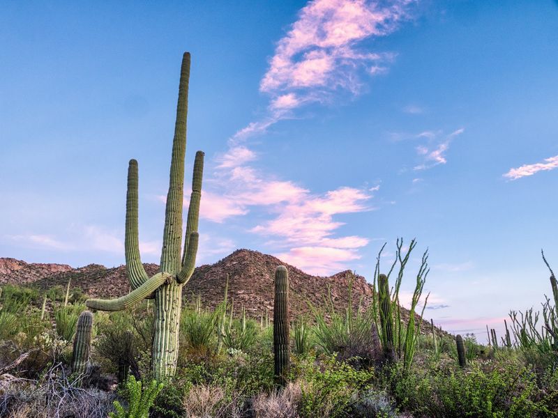 Saguaro National Park, Tucson, Arizona, USA