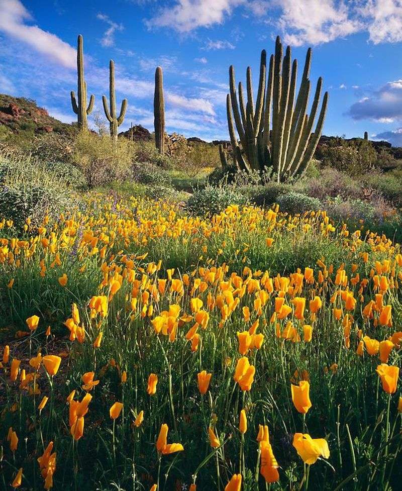 Organ Pipe Cactus National Monument