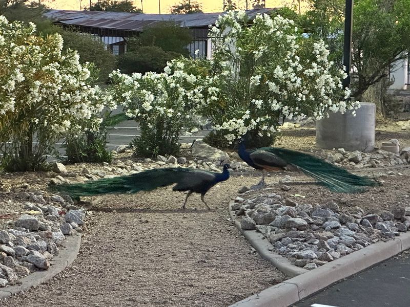 Sahuaro Ranch Park Right Next Door