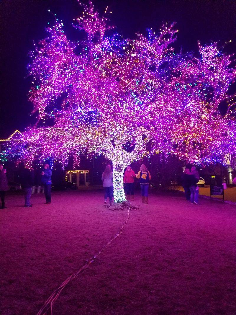 The Magic Tree In The Village Of Cherry Hill, Columbia
