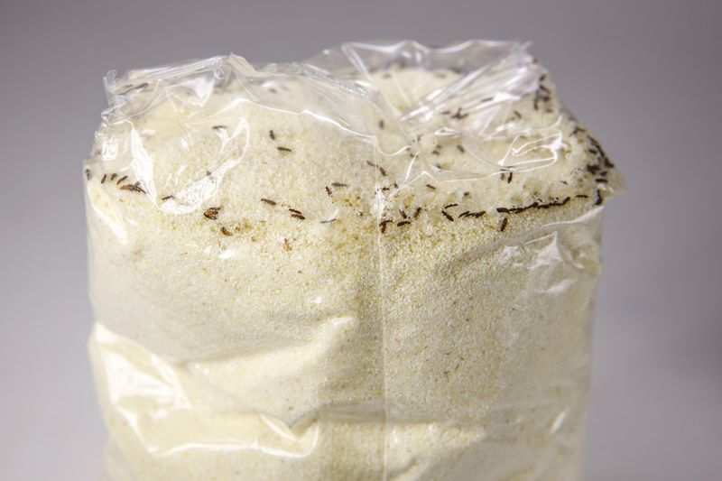Flour: Bug Hotel Extraordinaire