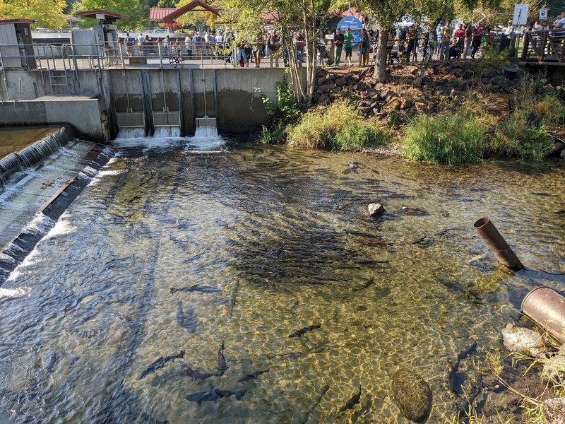 Salmon Days and Seasonal Crowds