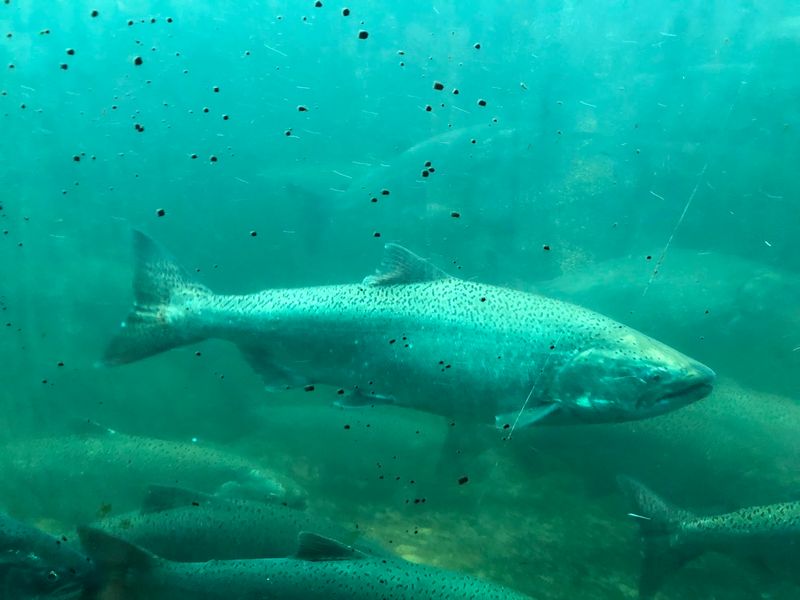 Salmon Swimming Past The Underwater Windows