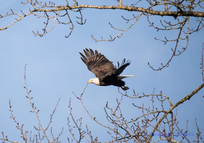 Wildlife Watching In Natural Habitats