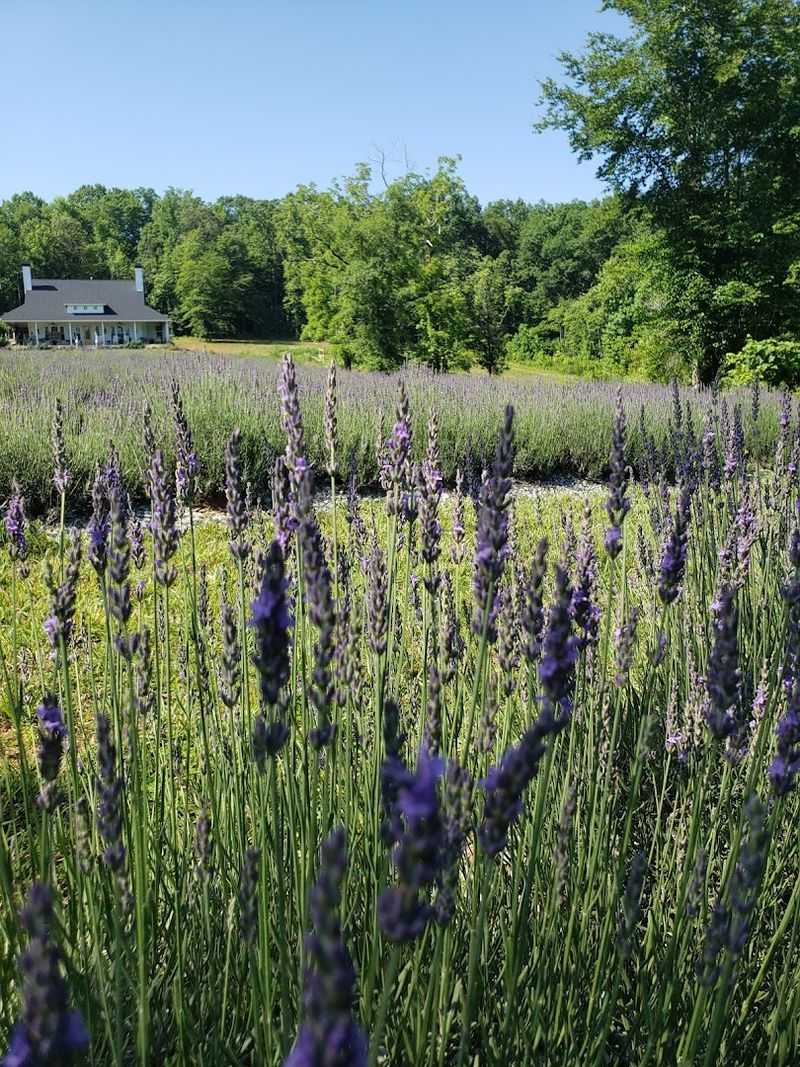 Gift Shop Packed With Lavender Everything