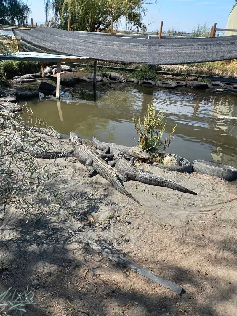 San Luis Valley Geography Changes The Gator Story