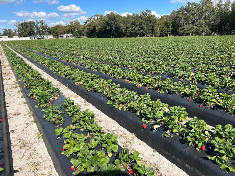 Pigeon Cove Family Farm, Dover