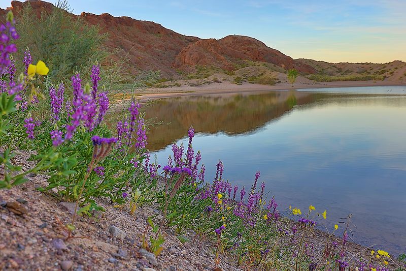 Sand Cove, Lake Mohave Near Katherine Landing