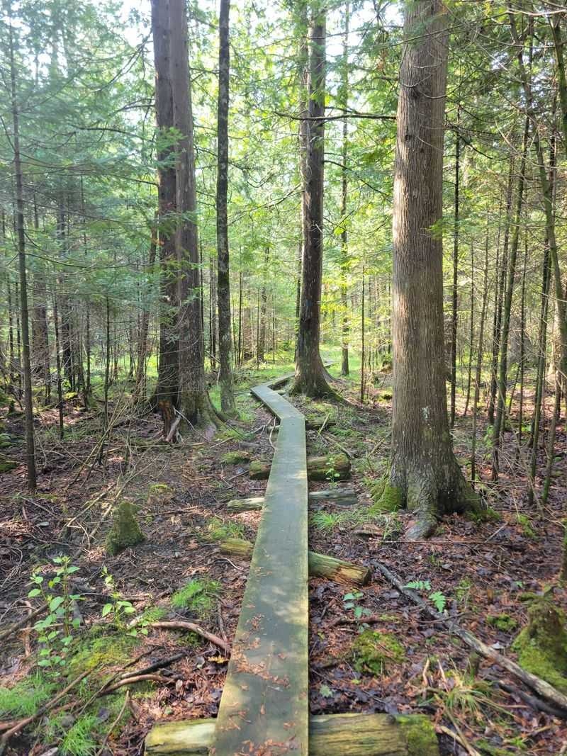 Shingle Mill Pathway, Vanderbilt
