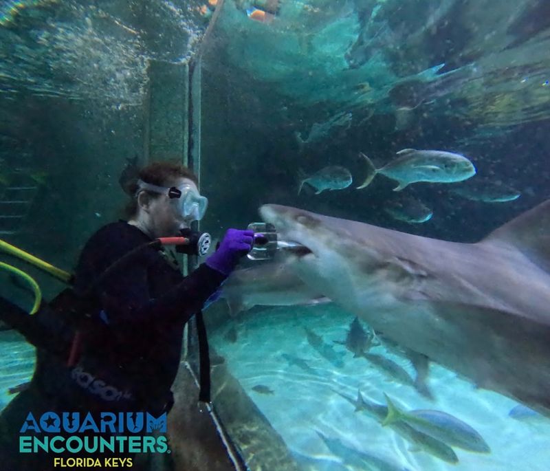 Sand Tiger Sharks Are The Main Attraction