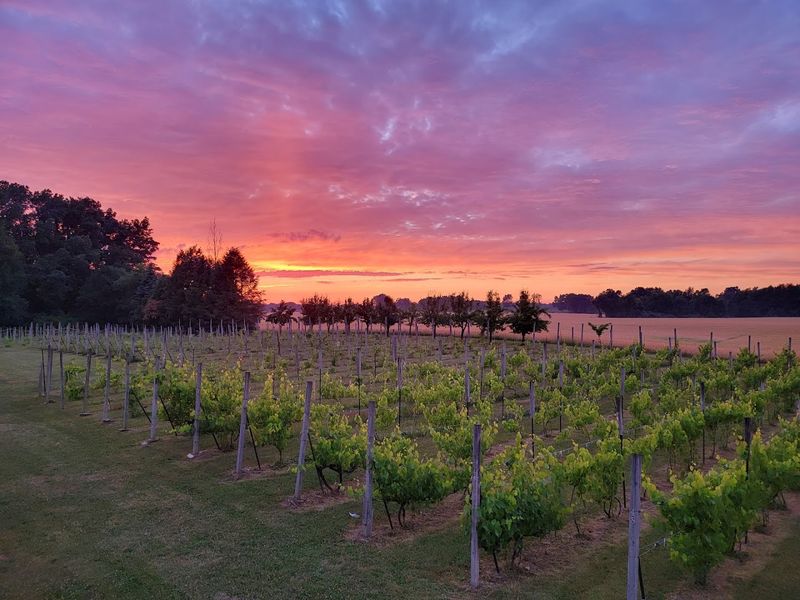 Sandhill Crane Vineyards