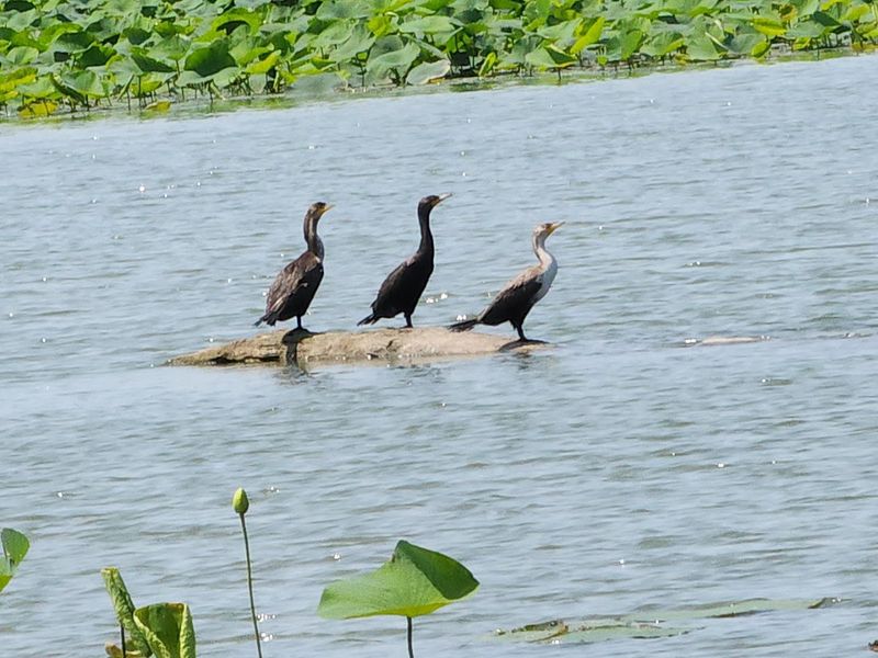 Meadowbrook Marsh, Marblehead, Ohio