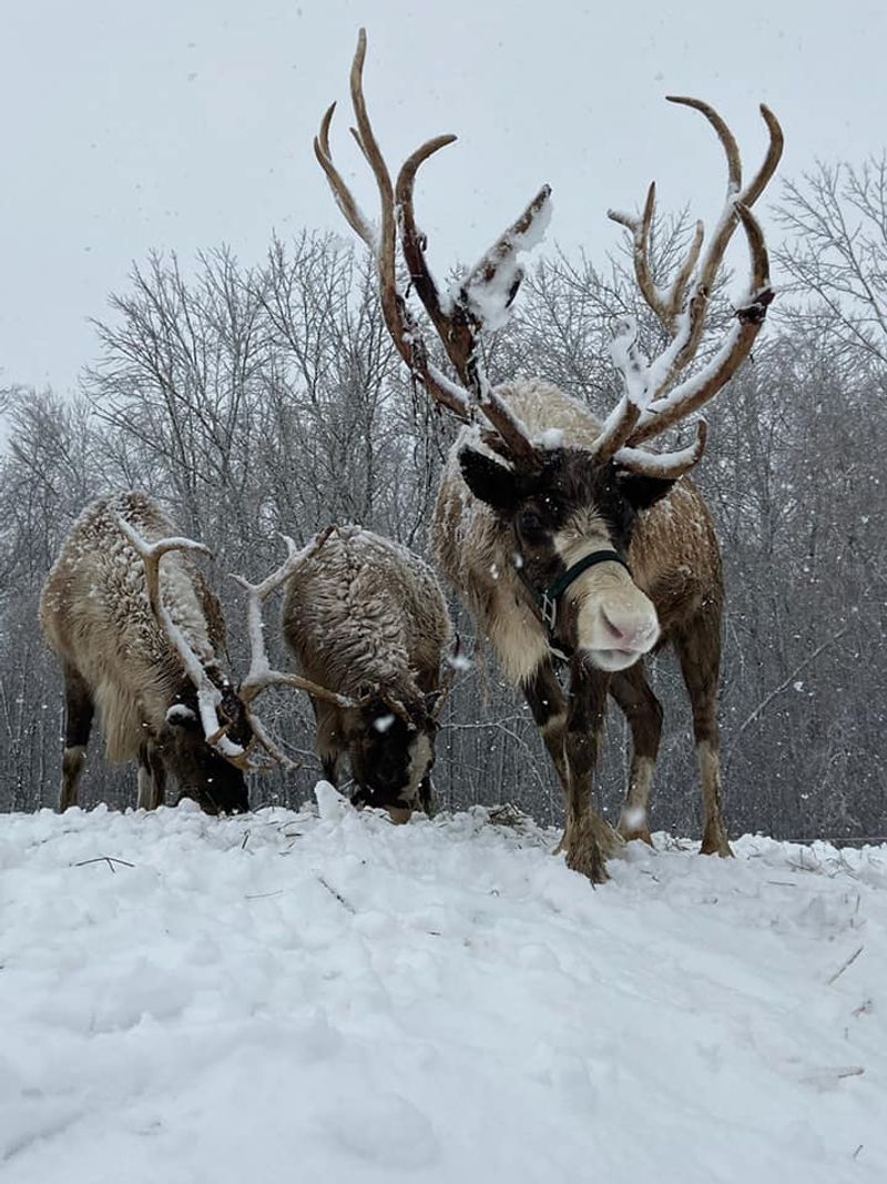 Santa’s Reindeer Spend Summer Down A Country Road