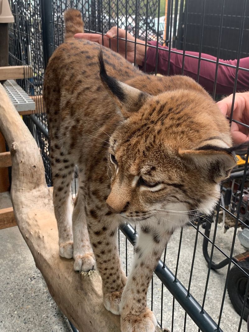 Sasha The Lynx Might Just Steal Your Whole Afternoon Sasha The Lynx Might Just Steal Your Whole Afternoon