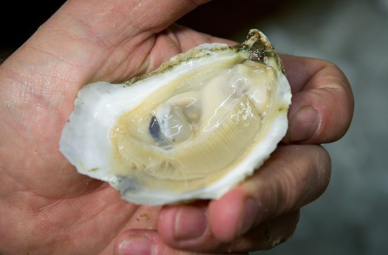 Raw Oyster Bars