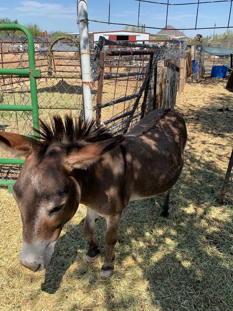 Save Some Affection For The Cute Little Donkey