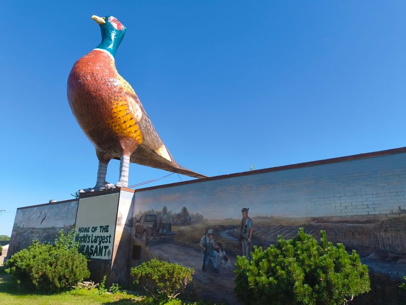 Say Hello To The World's Biggest Pheasant Say Hello To The World's Biggest Pheasant