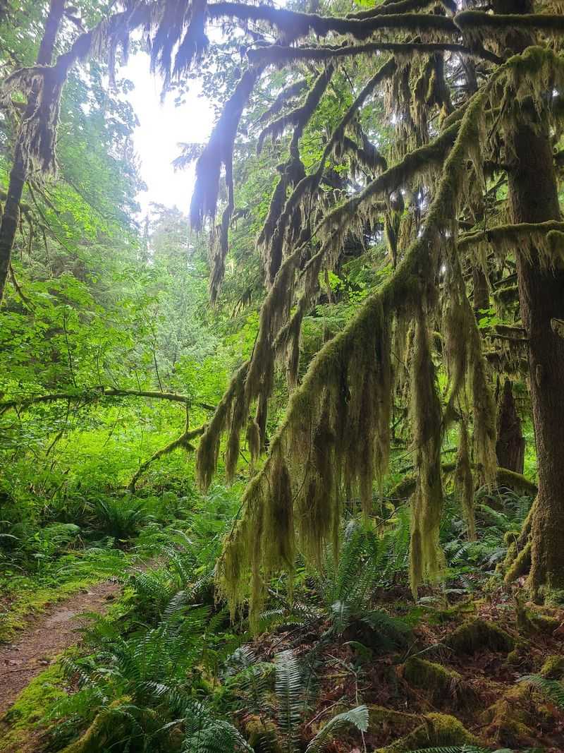 Scenic Picnic Spots Beneath The Canopy Scenic Picnic Spots Beneath The Canopy