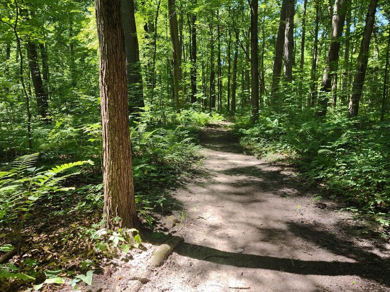 Secor Wetwoods Trail, Secor Metropark, Berkey, OH