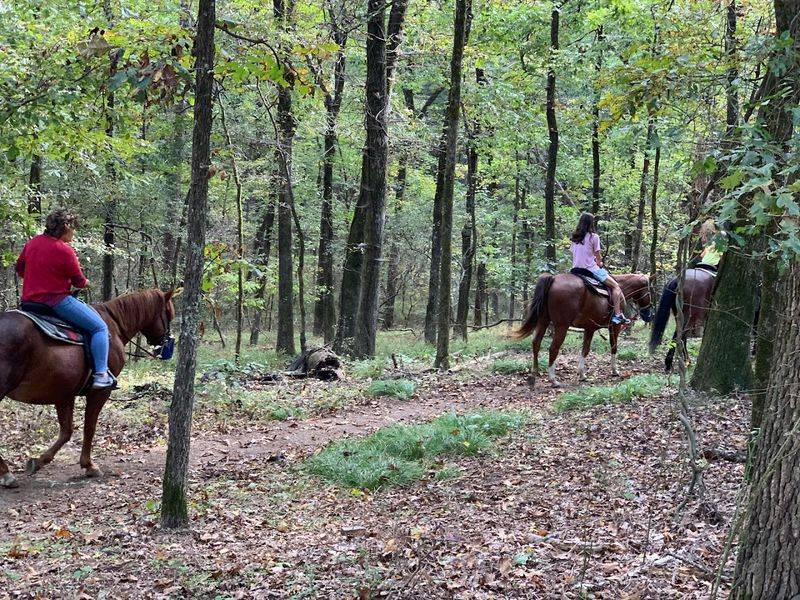 Springtime Wildflowers And Lush Greenery At Peak Bloom