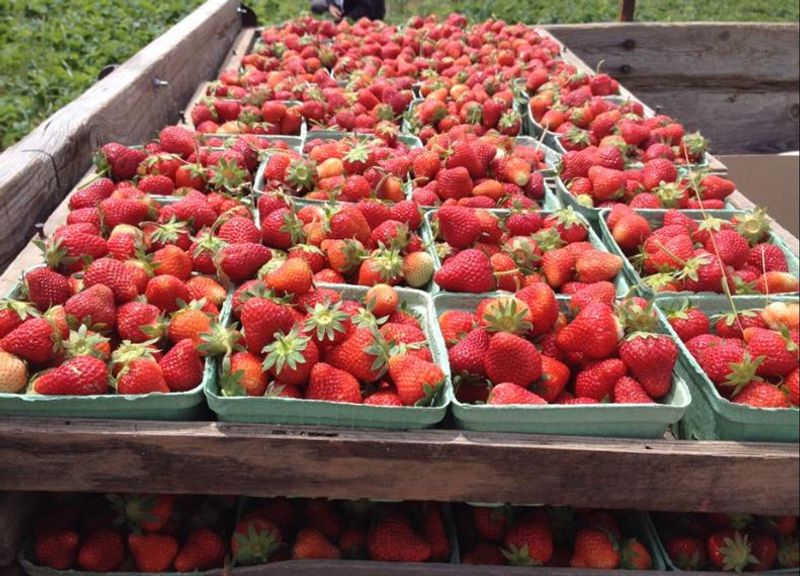 Scharf Farm, Millstadt, Illinois