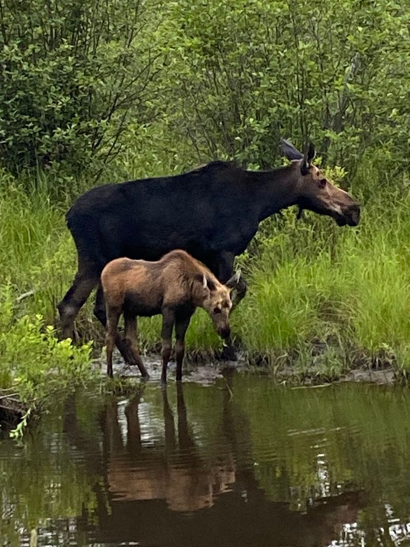 Schedule A Moose Safari