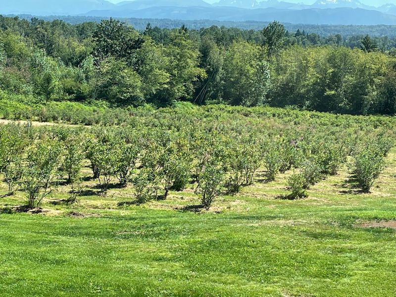 Schmidt Blueberry Farm, Tulalip