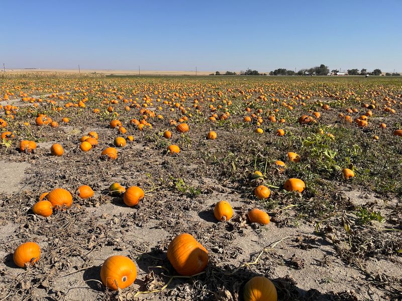 Schubert Farms