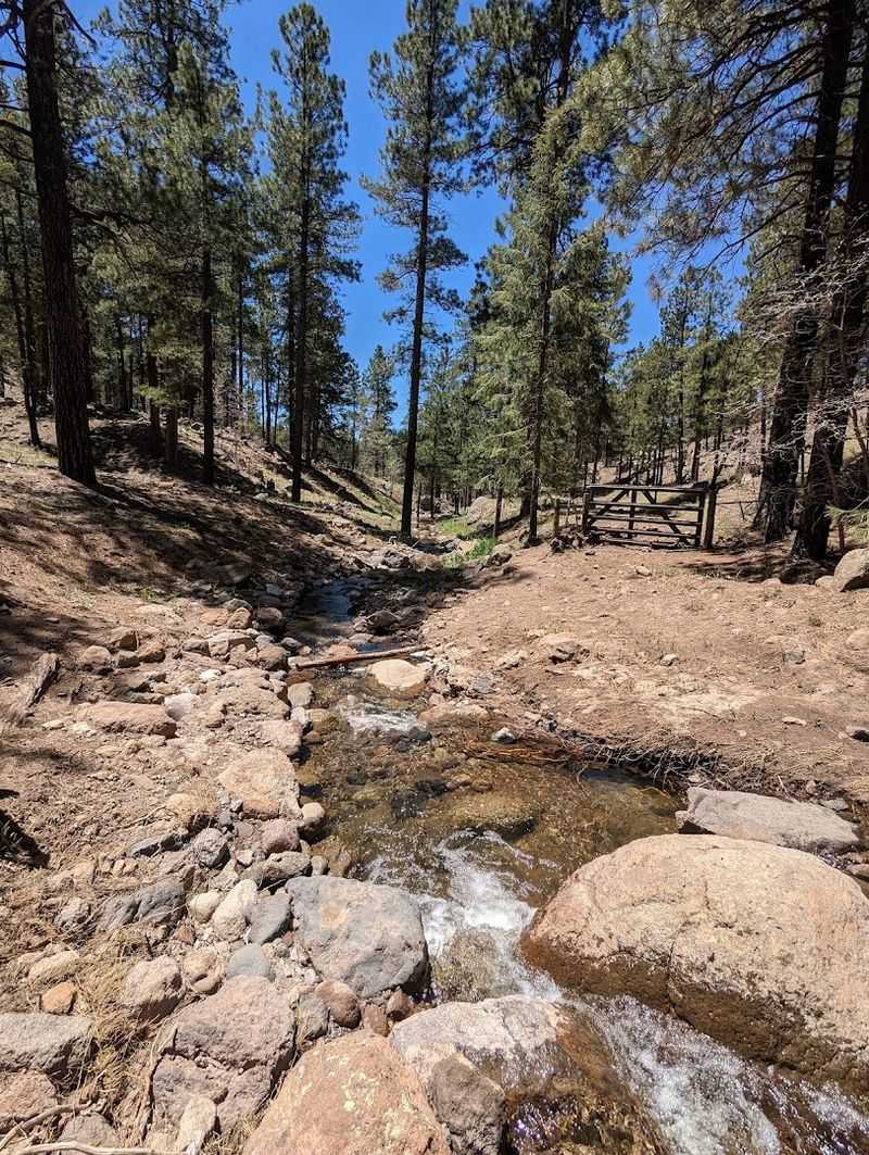 Schultz Creek Trail, Flagstaff Schultz Creek Trail, Flagstaff